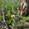 greeenscombe_spider_orchid_004