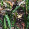 greenscombe_spider_orchid_004