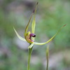 narrow_lipped_spider_orchid_001_t.jpg