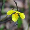 yellow_donkey_orchid_001_t.jpg