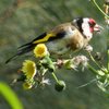 european_goldfinch_008