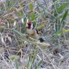 european_goldfinch_001_t.jpg