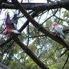 galah_038