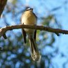 grey_fantail_010
