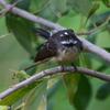 grey_fantail_026