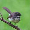 grey_fantail_030