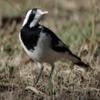 magpie-lark_059