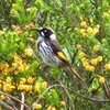 new_holland_honeyeater_041_t.jpg