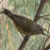 striated_thornbill_009