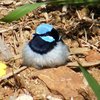 superb_fairy-wren_029