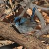 superb_fairy-wren_082