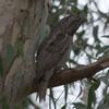 tawny_frogmouth_084