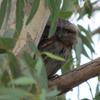 tawny_frogmouth_085
