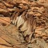 invertebrate_140
