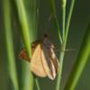 butterfly_002