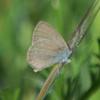butterfly_001_t.jpg