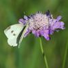 pieris_rapae_001_t.jpg