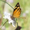 invertebrate_018
