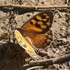invertebrate_109