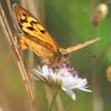 invertebrate_136