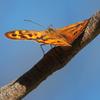 invertebrate_139