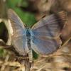 invertebrate_137