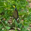 danaus_petilia_001