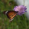 danaus_petilia_007