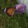 danaus_petilia_009