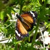 invertebrate_009_t.jpg