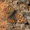 invertebrate_132