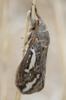 invertebrate_046