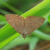 scopula_rubraria_x_001_t.jpg