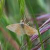 scopula_rubraria_x_003