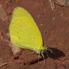 eurema_smilax_001_t.jpg