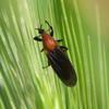 insect_013