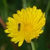 insect_014
