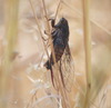 invertebrate_150