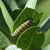 danaus_plexippus_001