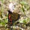 invertebrate_028_t.jpg