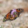 invertebrate_130