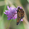 invertebrate_149