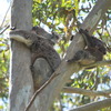 koalas/animal_172