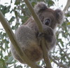 koalas/animal_174