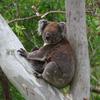 koalas/koala_002