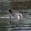 australasian_grebe_029