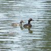 australasian_grebe_037