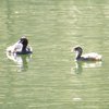 australasian_grebe_042