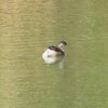 australasian_grebe_054