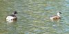 australasian_grebe_057
